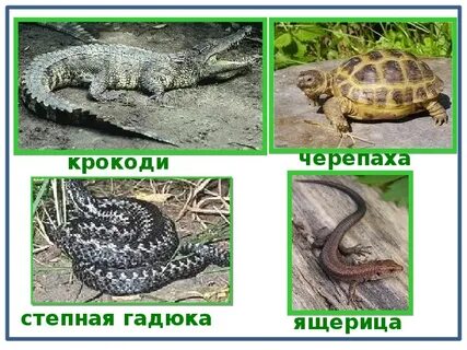 Гадюка черепаха