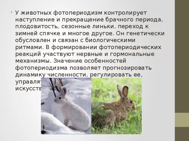 Линяющие животные примеры. Фотопериодизм у животных. фотопериодизм у животных примеры. у животных фотопериодизм регулирует. фотопериодизм у животных таблица.