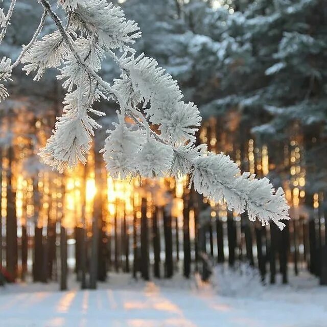 Доброе утро вторника зима картинки. Доброе утро завтра зима. Доброго понедельника заснеженные ели. Зимний понедельник фото. Доброе утро снег.