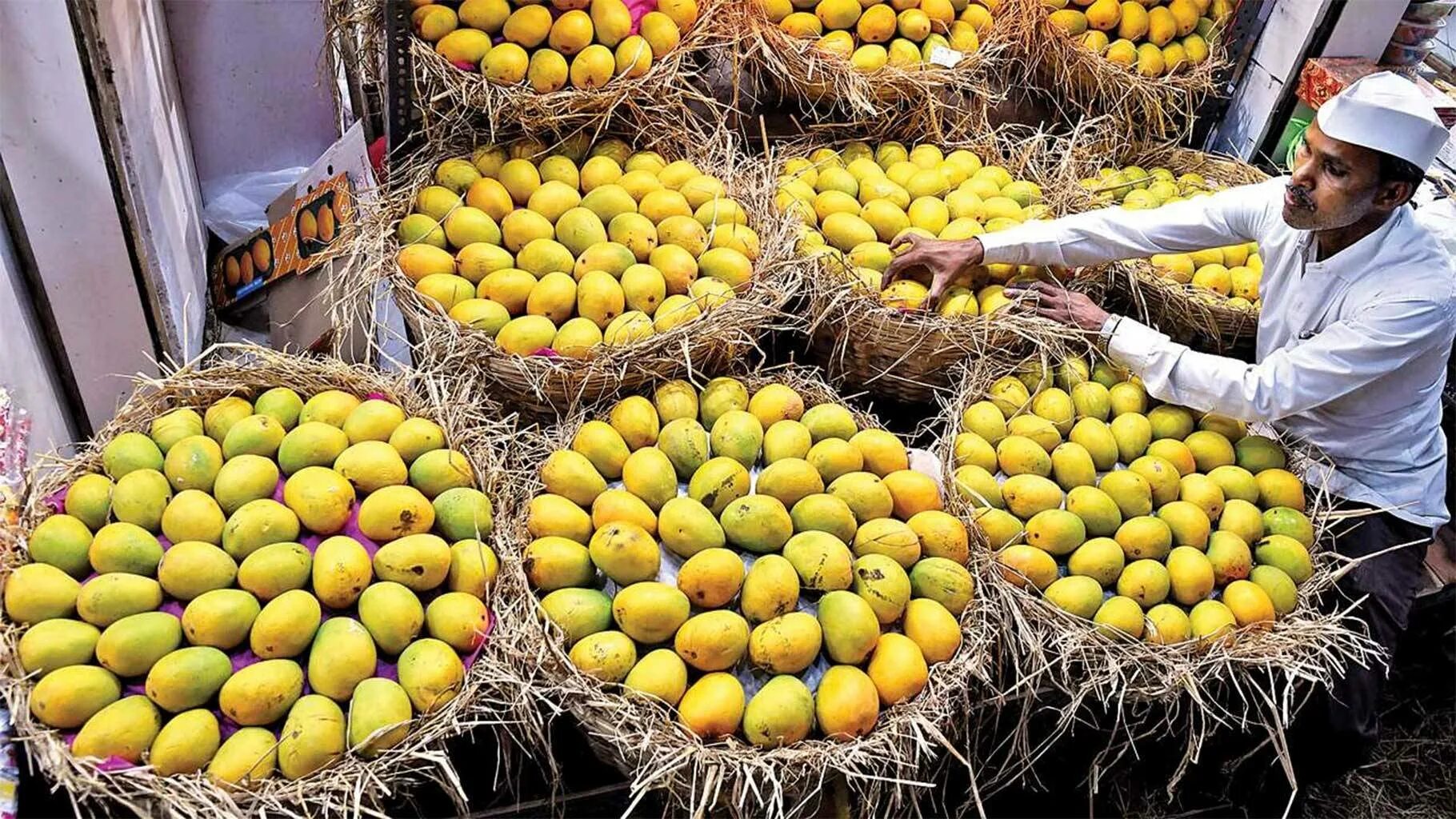 Плантации манго Вьетнам. Плантации манго в Египте. Дерево манго Тайланд. Дерево королевского манго. Какой фрукт растет в сочи манго
