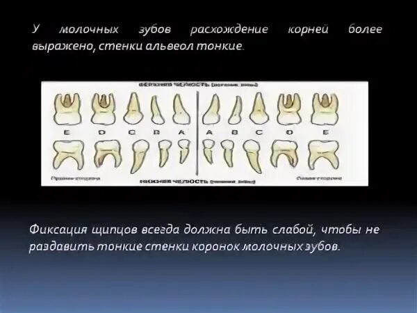 У молочных зубов есть корни. Длинные корни у молочных зубов.