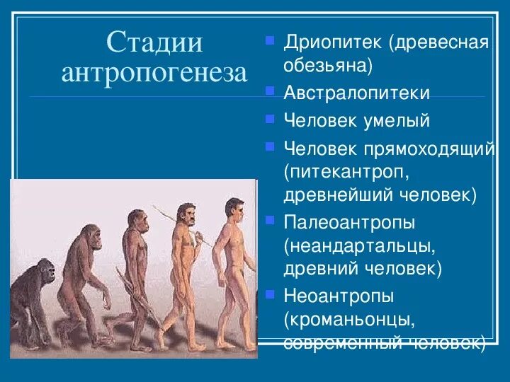 Основные этапы антропогенеза неандерталец. Ступени развития человека Антропогенез. Этапы эволюции человека австралопитек. Основные этапы антропогенеза австралопитеки. Последовательность появления человека
