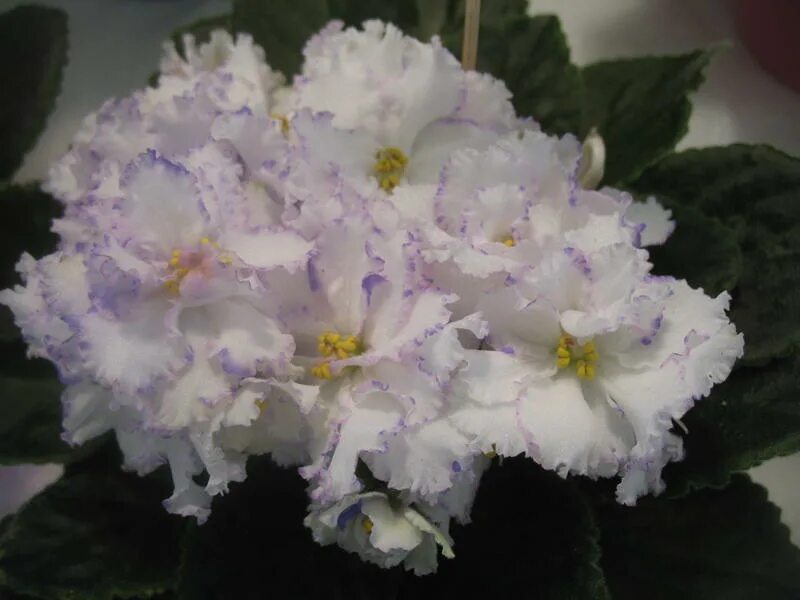 фиалка северное сияние. сенполия ек-северное сияние. фиалка северное. Arctic echoes фиалка. фиалка северное.