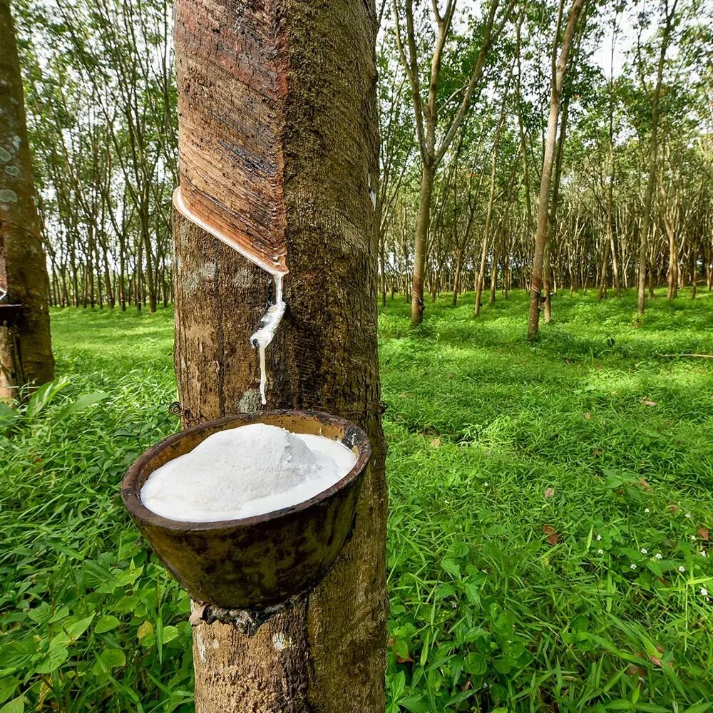 латекс каучук