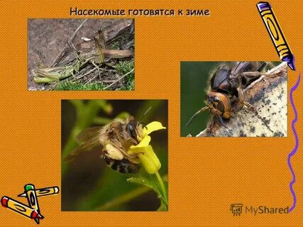 Когда насекомые впадают в спячку