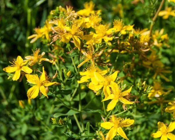 Зверобой луговой. Зверобой продырявленный солнечный. Зверобой трава для мужчин. Зверобой трава для мужчин. Трава зверобоя продырявленного.