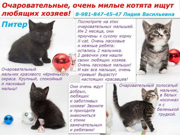 Можно ли в месяц отдавать котят. Когда можно брать котенка. Как понять сколько месяцев котенку. Стадии развития котенка по месяцам. Объявление отдам котят.
