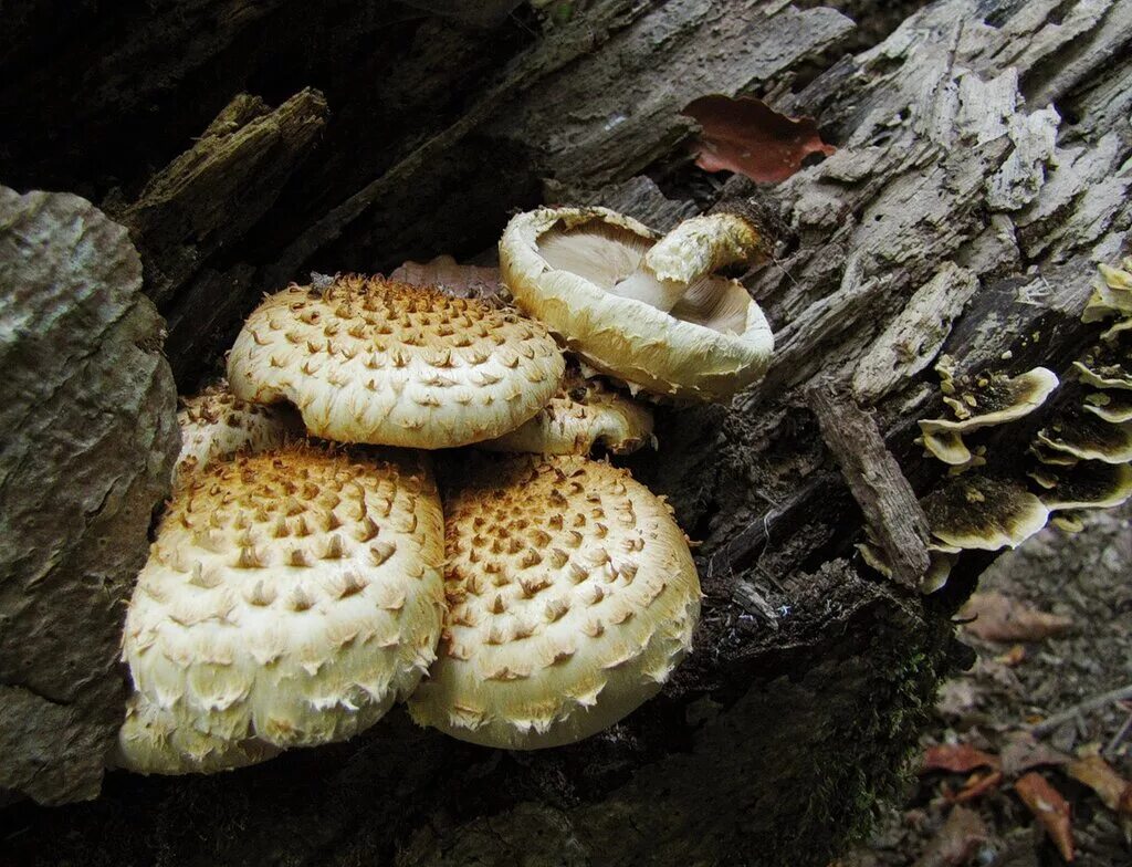 какие грибы встречаются в краснодарском крае. несъедобные грибы кубани. грибы краснодарский край маслята. какие грибы встречаются в краснодарском крае. съедобные грибы краснодарского края.