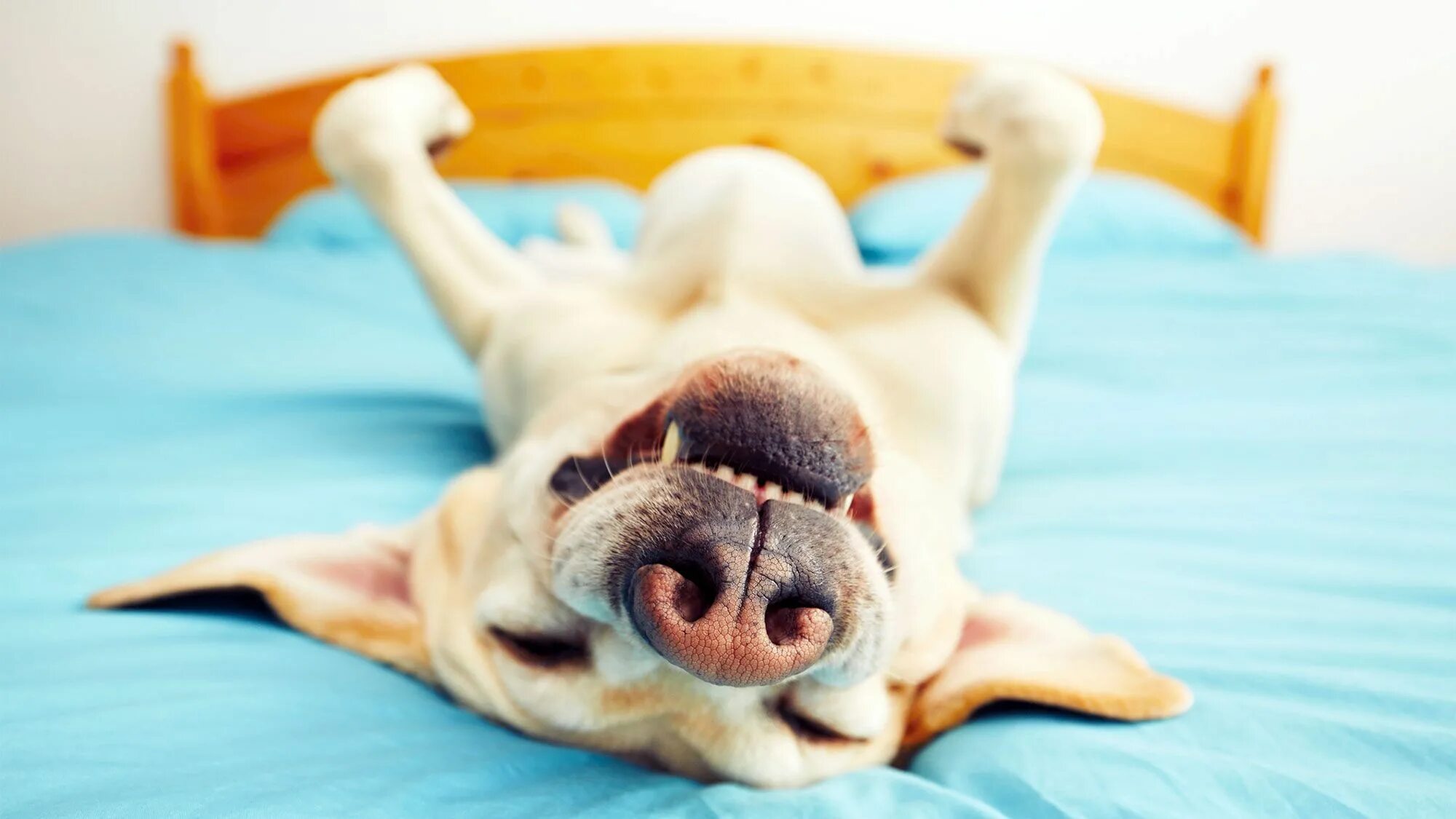 Animal bed. Щенок на кровати. Animal bed. Кровать для собаки. Animal bed.