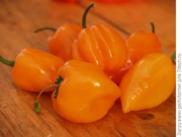 Habanero lime. Перец хабанеро png. Хабанеро оранжевый. Перец белый хабанеро изображения. Хабанеро logo png.
