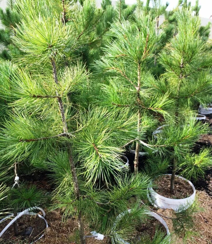 Кедр в подмосковье. Сосна сибирская кедр сибирский. сибирский сосна сосна кедровая. кедровая сосна ниваки. сосна сибирская ниваки.