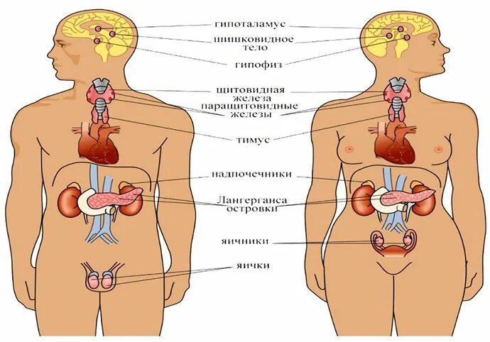 Врачи эндокринологи мужчины. Гормональная система. Гормональная система женщины. Эндокринолог что лечит. Эндокринолог - органы.