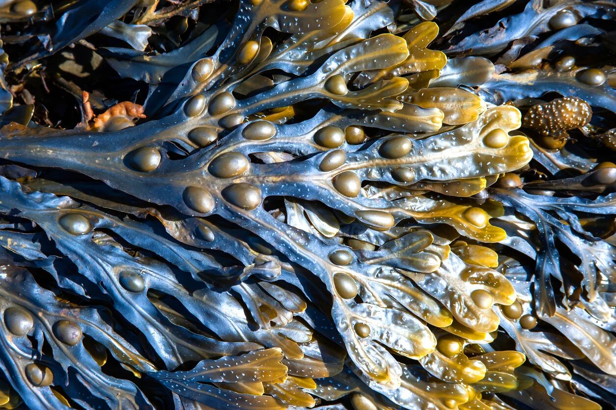 Фукусы морские водоросли. Фукус пузырчатый водоросль. Бурые водоросли фукус. Бурая морская водоросль фукус пузырчатый. Фукус и ламинария.