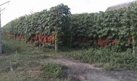 Посадка кишмиша