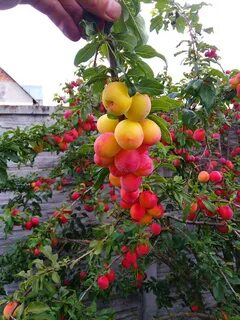 Урожай алычи