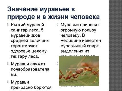 Выполняемая функция насекомых