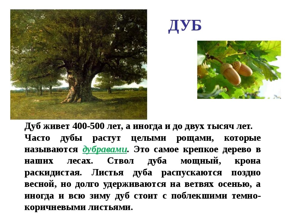 Информация о дубе. Дуб дерево описание. Описание дуба. Сообщение о дубе. Дерево придумать слова