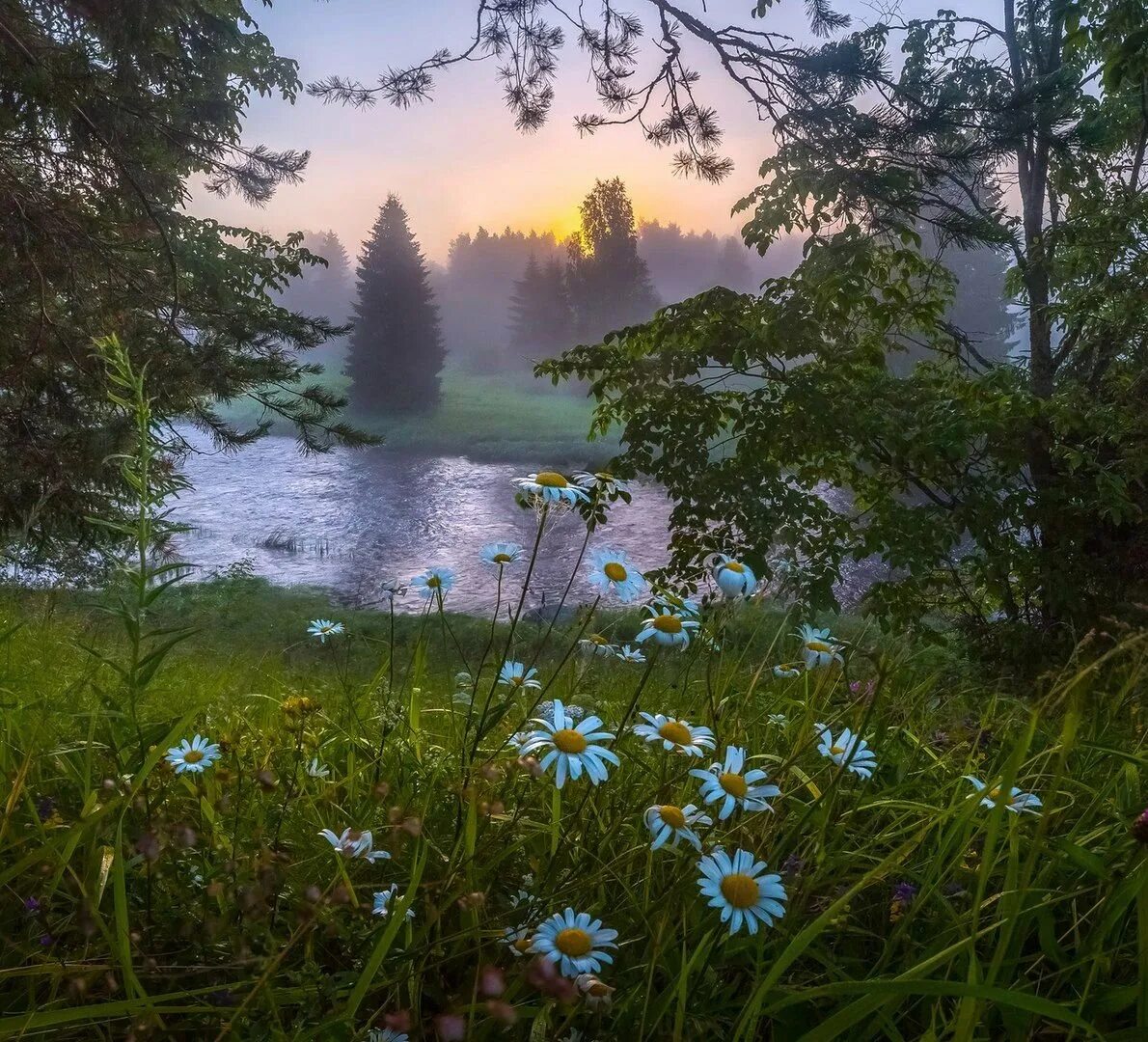 Лесная поляна с ромашками. Лесная Поляна природа лес река. Летний пейзаж. Красивые летние пейзажи. Красивые пейзажи с ромашками.