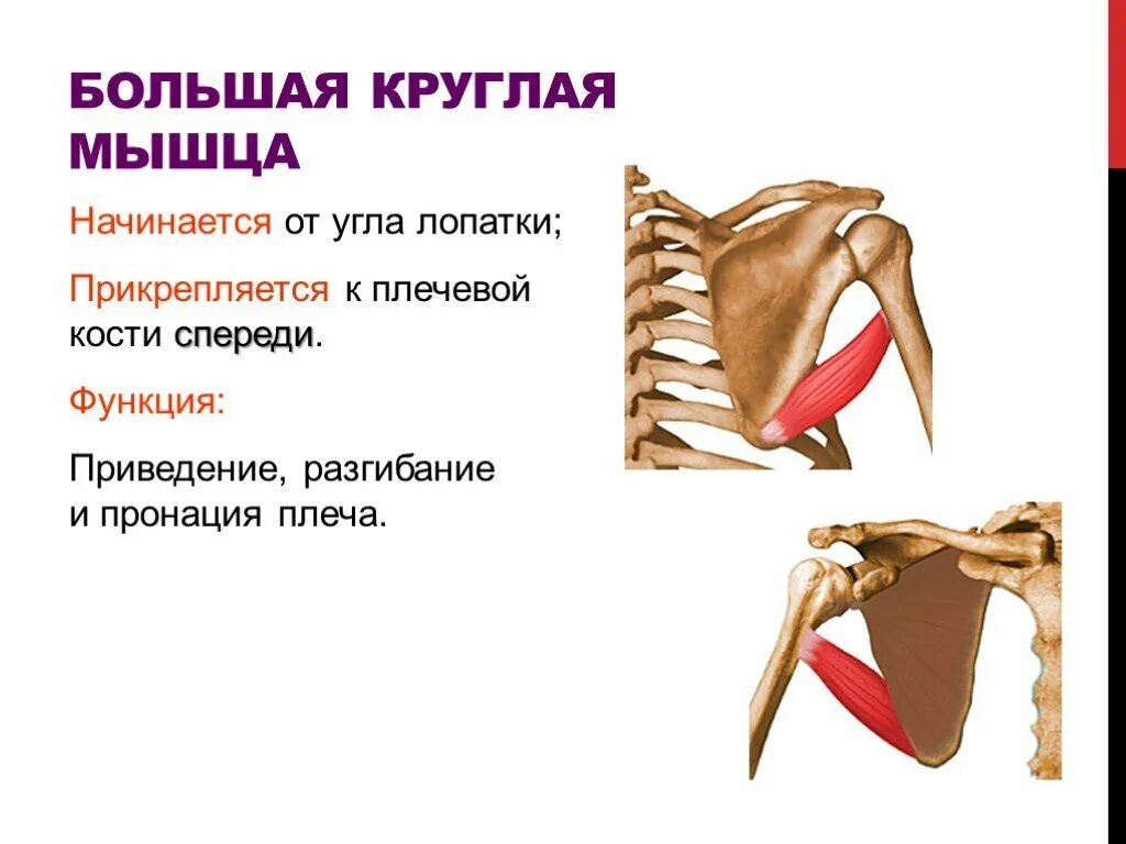 Большая круглая функция