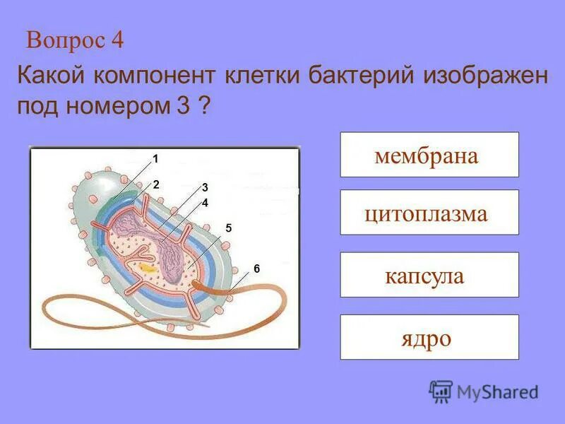 мезосома у бактерий это. какое ядро у бактерий. строение включений бактерий. у бактериальной клетки есть ядро. строение ядра бактериальной клетки.