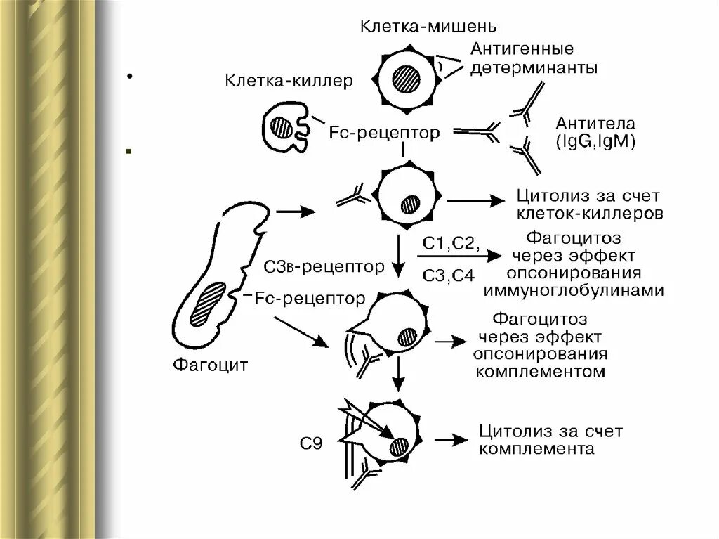 Место расположения клеток мишеней простагландина ГЛАВА 4. МЕЖКЛЕТОЧНЫЕ ВЗАИМОДЕЙСТВИЯ