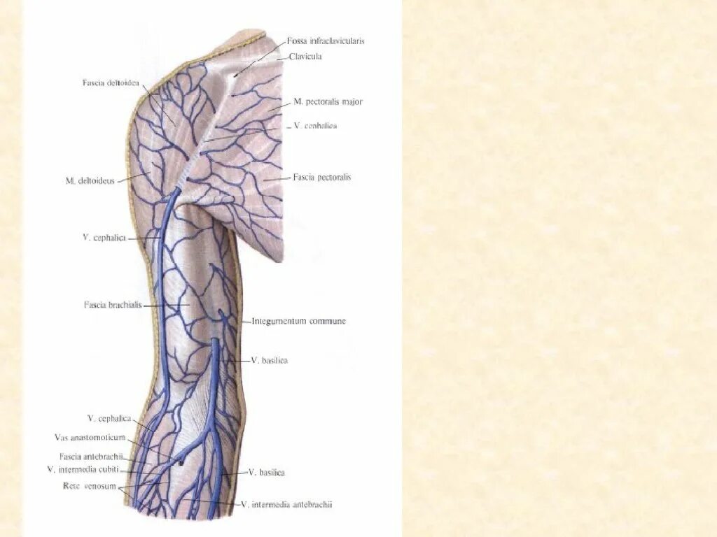 Внутренняя поверхность вены. Топография вен верхних конечностей. Подкожная Вена верхней конечности. V. Intermedia cubiti, промежуточная Вена локтя. Латеральная подкожная Вена плеча.