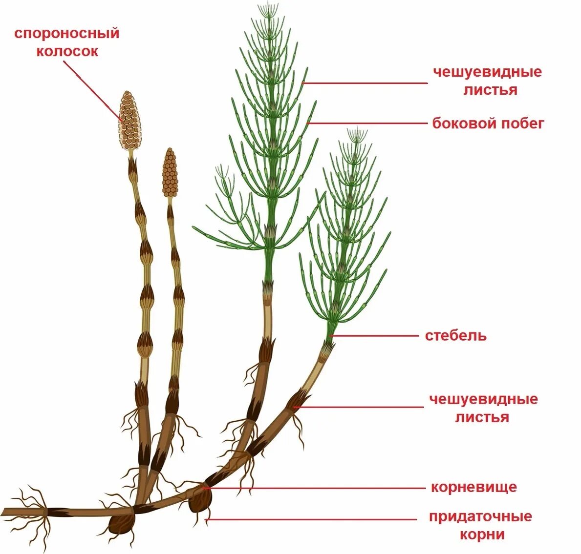 Спорангий плауна. Строение хвоща полевого стебель летнего побега. Весенний побег хвоща строение. Весенний побег хвоща полевого. Строение летнего побега хвоща.