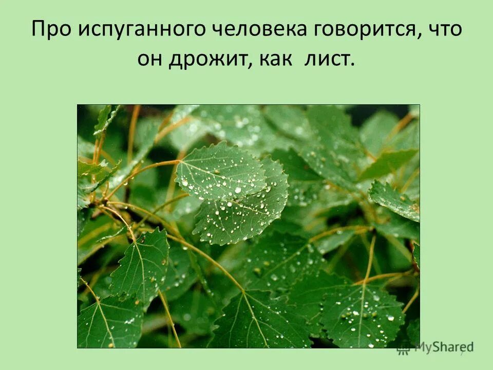 Дрожать как осиновый лист значение фразеологизма. Гдз по русскому языку шестой класс разумовская львова. Populus nigra лист. Дрожит как лист. Надулся как мышь на крупу значение.