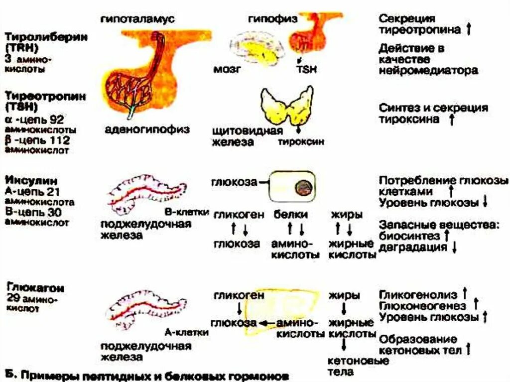 Синтез гормонов желудочно кишечного тракта. Синтез секреции тироксина. Гормоны ЖКТ биохимия. Железы внутренней секреции птиц.