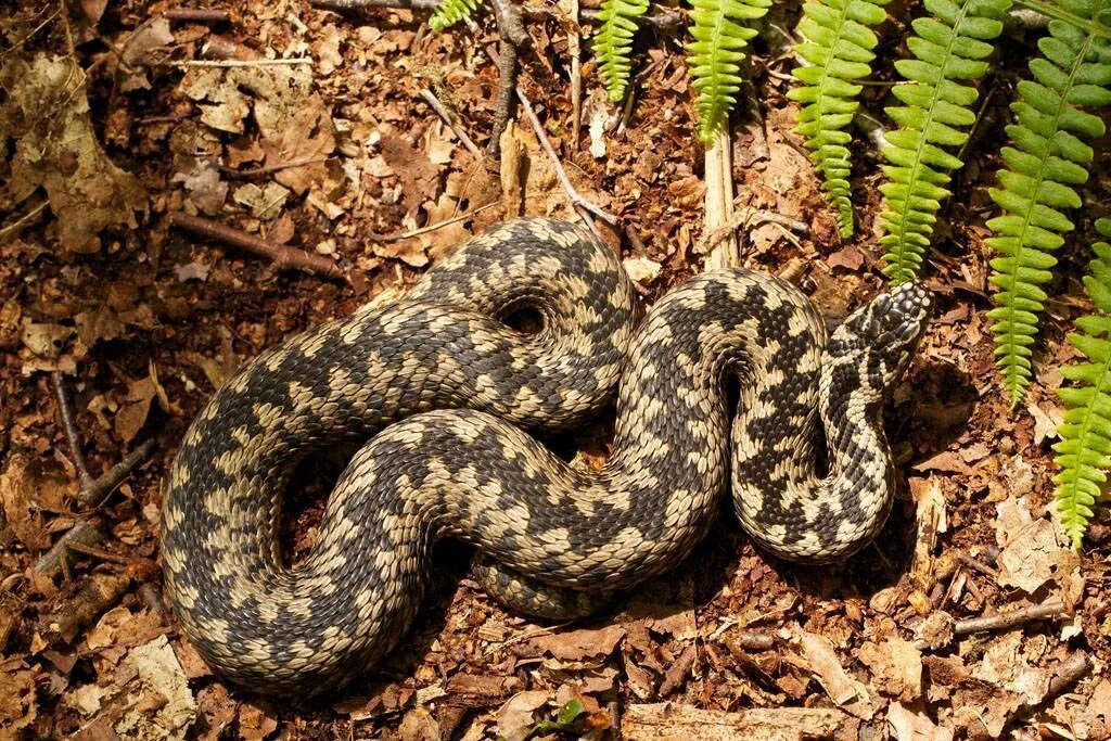 Фото гадюки. Обыкновенная гадюка. Малоазиатская гадюка. Vipera berus гадюка. Змея гадюка обыкновенная.