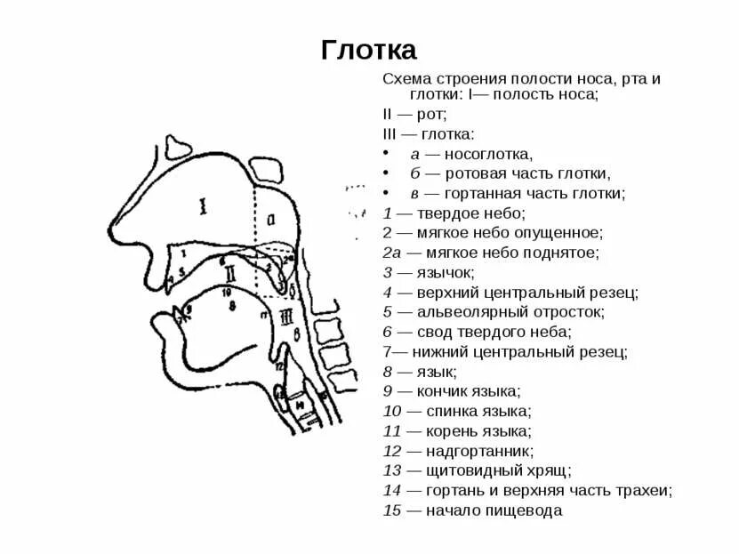 Полость рта схема. Ротовая полость анатомия вид сбоку. Строение носоглотки сбоку. Строение ротовой полости схема. Схема ротовой полости и ротоглотки.