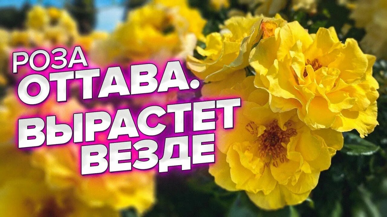Роза оттава фото и описание Роза оттава фото и описание