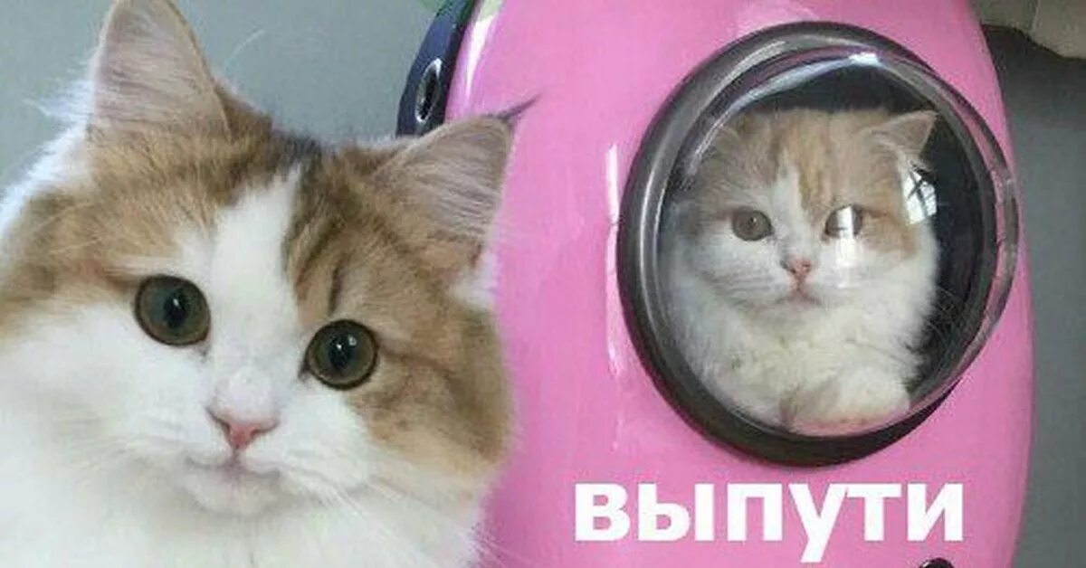 Котик хехе