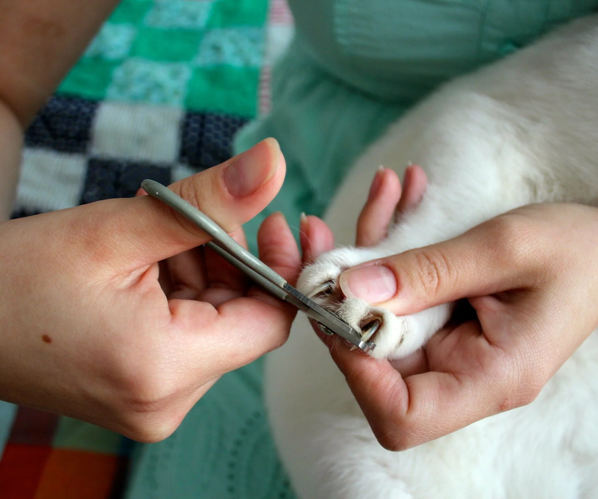 Стрижка когтей коту когтерезкой. Обрезать когти кошке. Подстричь ногти коту.