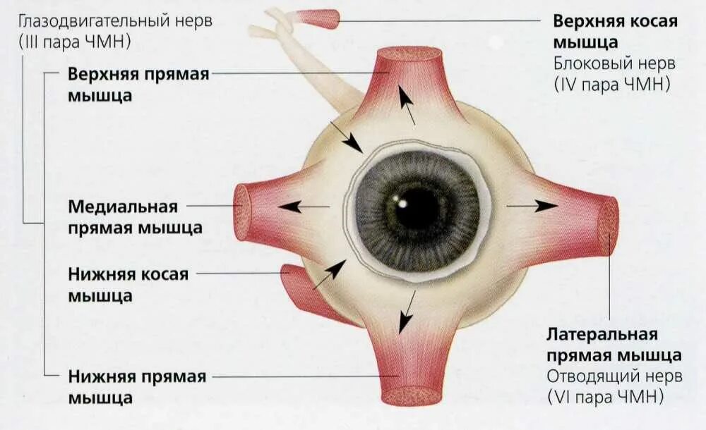 Имеет место крепления глазодвигательных мышц. Глазодвигательный нерв движение глазного яблока. Глазодвигательные мышцы глаза иннервация. Иннервация мышц глазного яблока схема. Мышцы глаза анатомия иннервация.