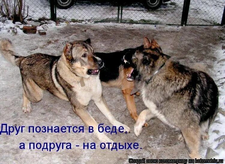 Бросил в беде. Друзья познаются в беде. друг в беде. дружба познается в беде. друзья познаются в беде картинки.
