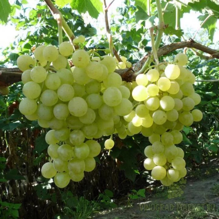 Сорт винограда мариновский. Интернет магазин виноград. Виноград афродита к/м. Интернет магазин виноград. Интернет магазин виноград.