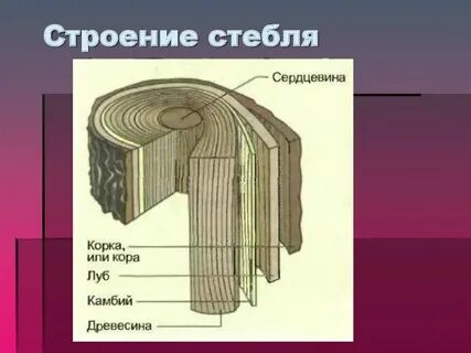 Какая ткань образует камбий