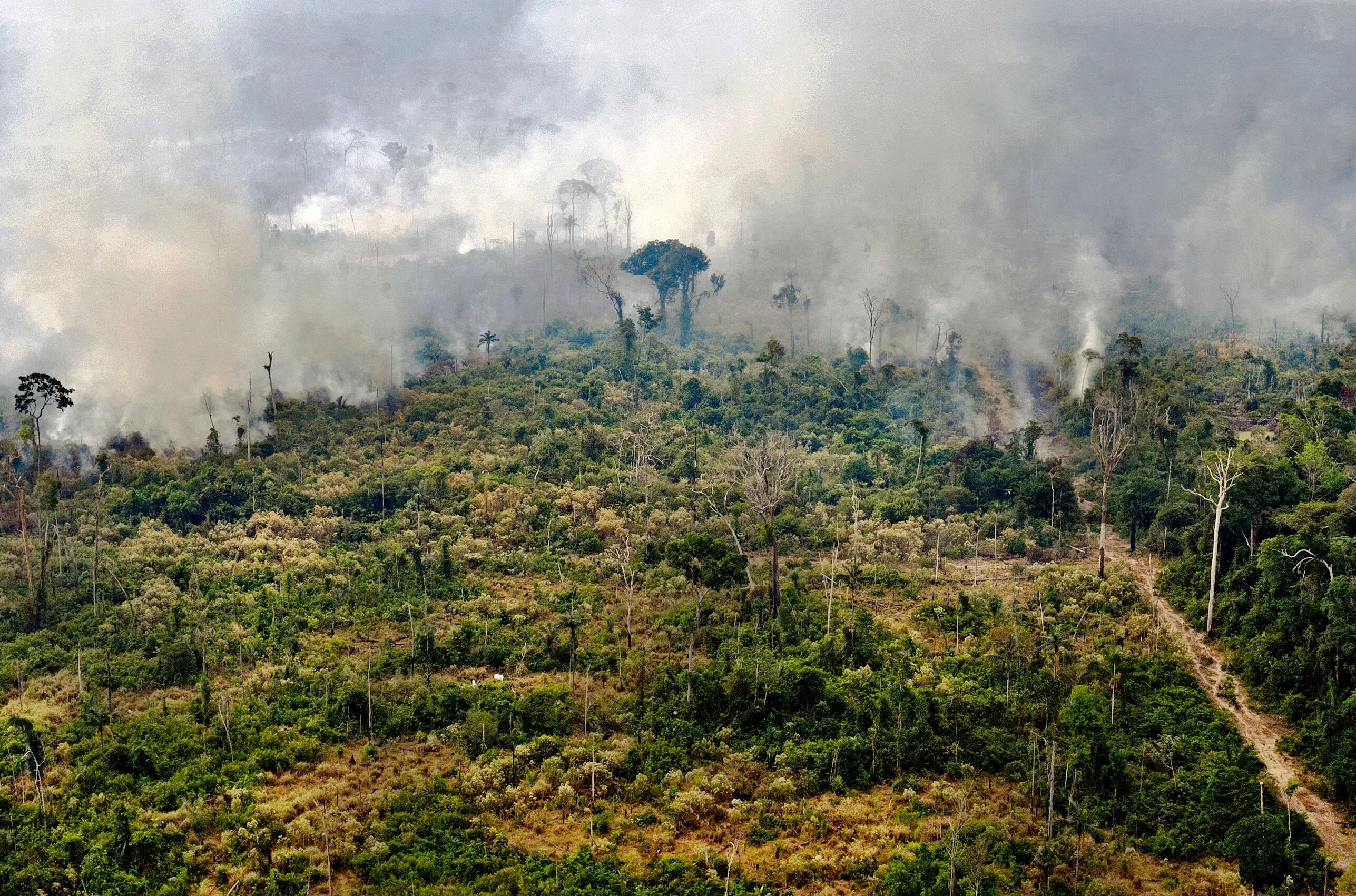 Спас в джунглях. Обезлесение тропических лесов Африки. Обезлесение лесов Боливии. Обезлесение Бразилии. Тропические леса Амазонии уничтожение.