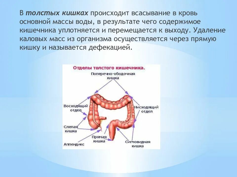 Интенсивное всасывание. Всасывания. функции толстого кишечника. всасывание толстого кишечника. всасываемые вещества в толстом кишечнике. процесс всасывания в толстом кишечнике.