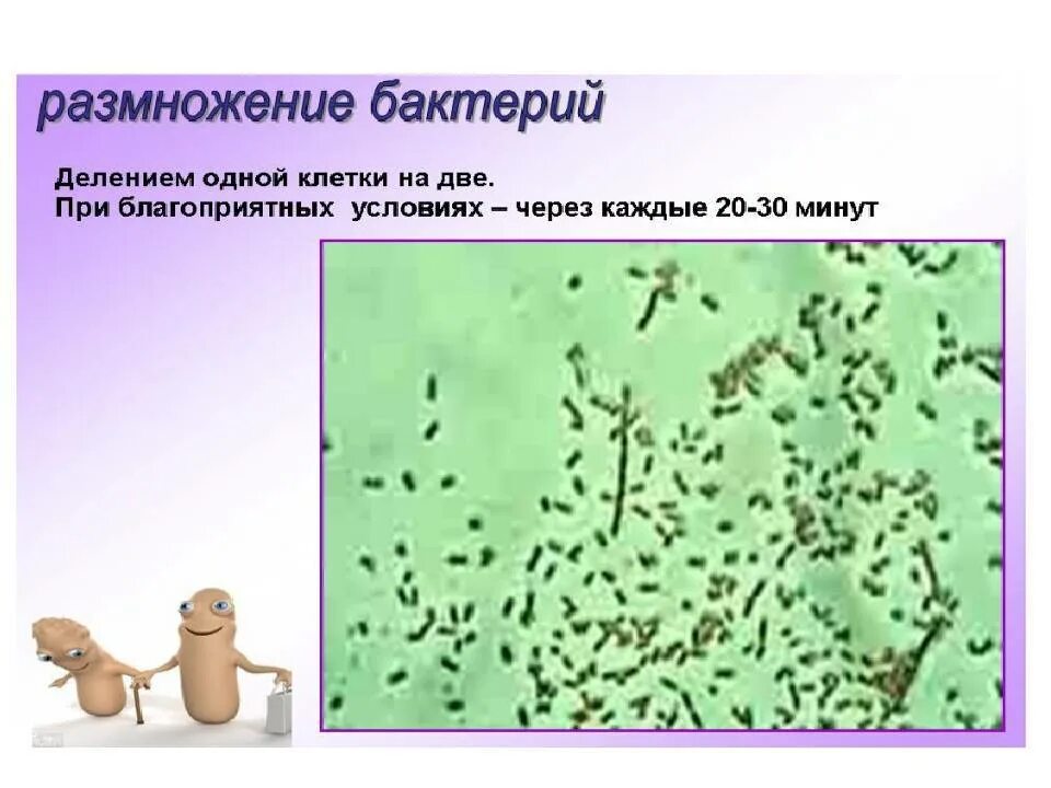 Размножение бактерий примеры. Размножение бактерий 5 класс биология. Размножение микробов микробиология. Рост бактерий размножение микробов. Формула размножения бактерий.