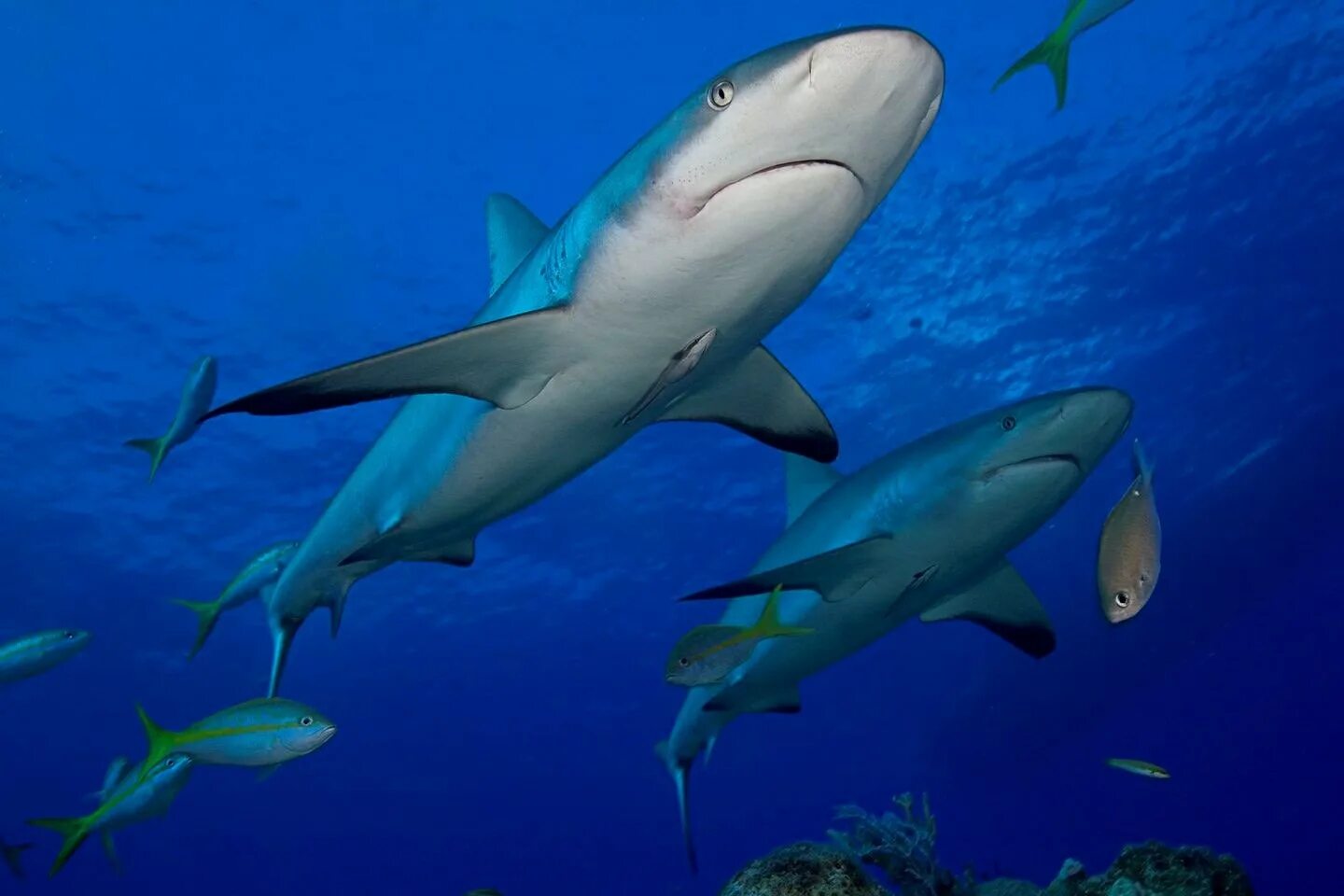 Shark return. Negaprion brevirostris. Лимонная акула. Желтая акула. Желтое море акулы.