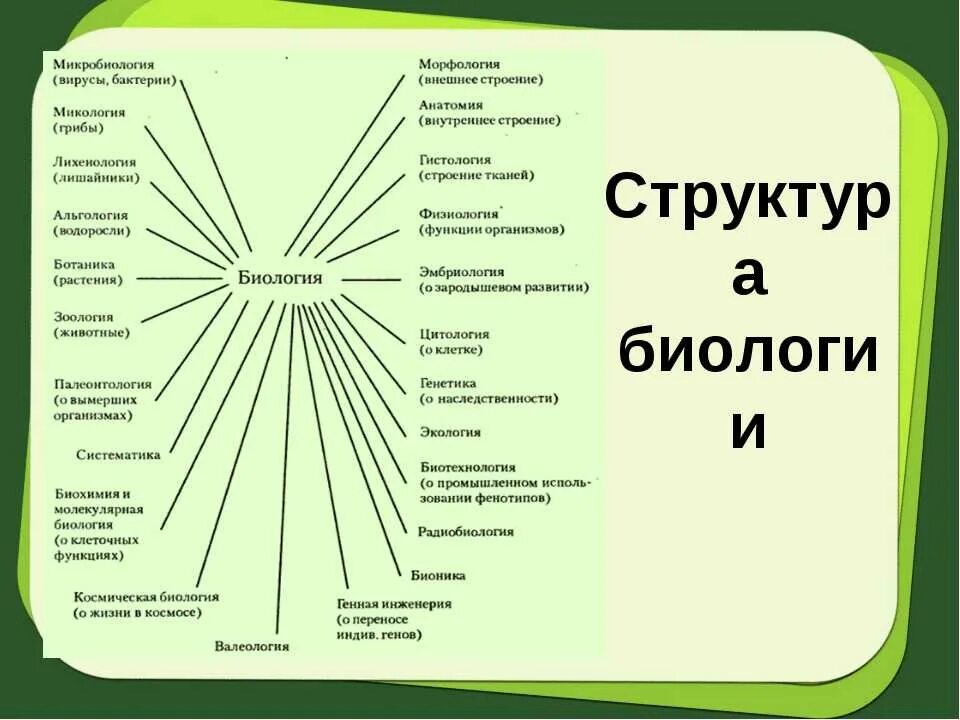 Какие биологические науки существуют. Структура науки биологии схема. Биология система наук 5 класс. Структура дисциплины биология. Структура биологических наук.