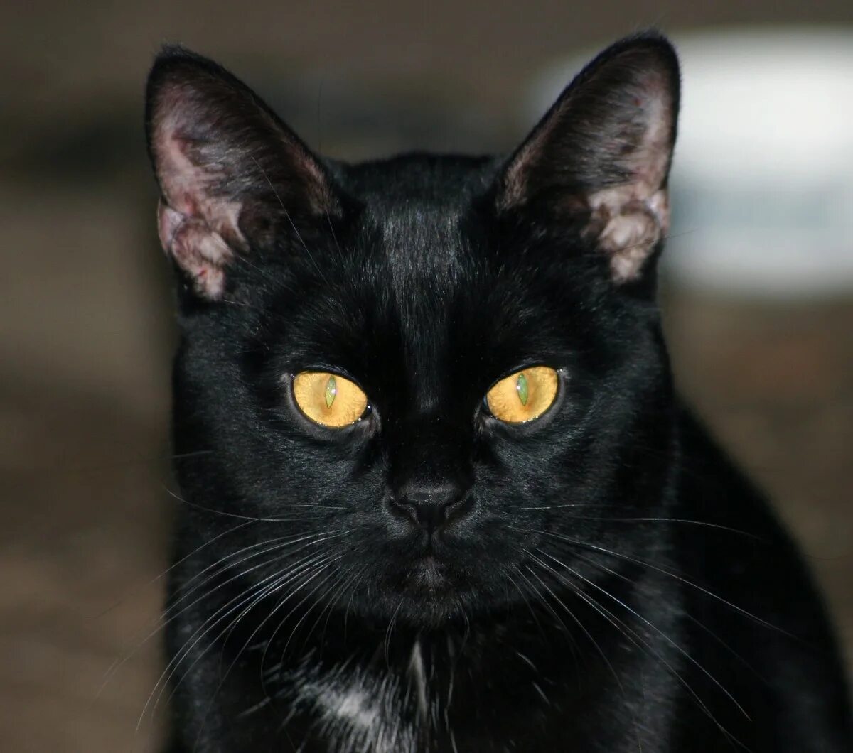 Порода черной кошки с желтыми глазами. Британская Бомбейская кошка. Бомбейская черная кошка. Бомбейская кошка короткошерстная черная. Бомбейская кошка черная с желтыми глазами.
