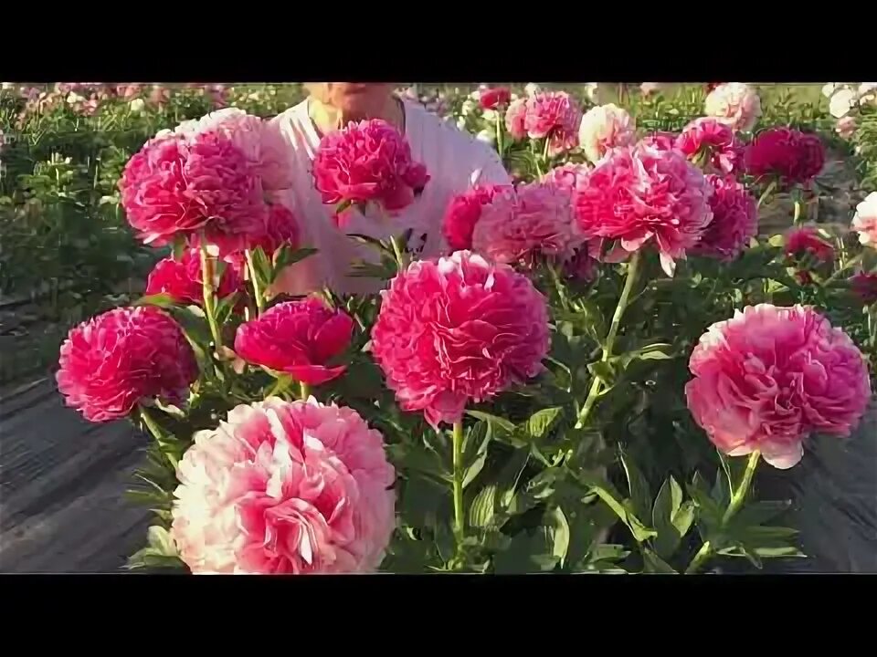 Мэри Джо Легар/Mary Jo Legare