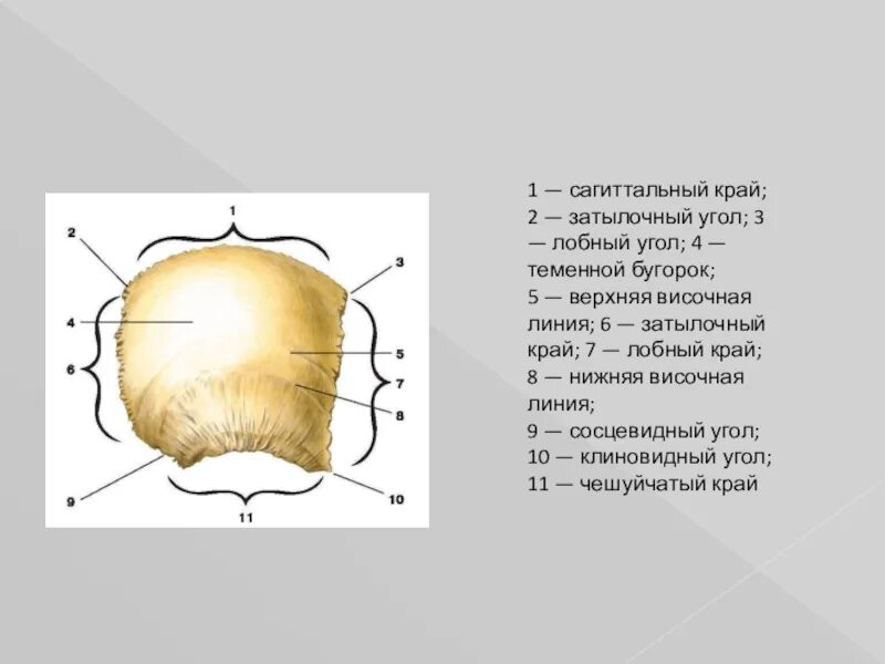 Теменная кость находится. Теменная кость кость кость. Теменная кость анатомия строение. Верхняя височная линия теменной кости. Теменная кость черепа.