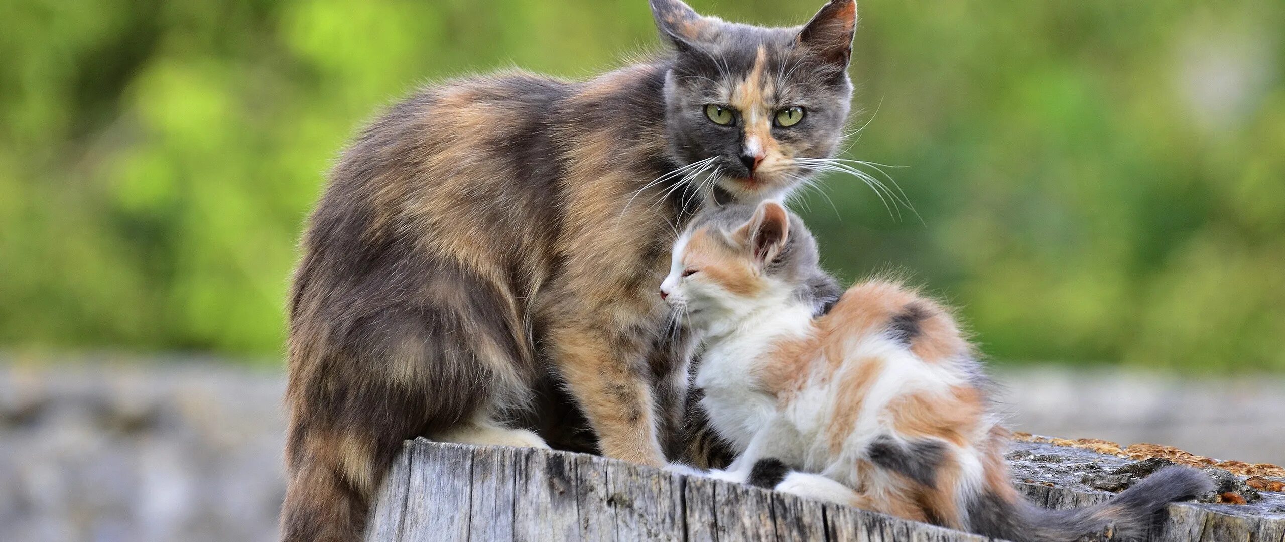 Котик с мамой. Кошки для мема. Котята с мамой. Кошка с котятами. Котята с мамой.