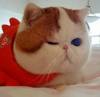 Коты со сплющенной