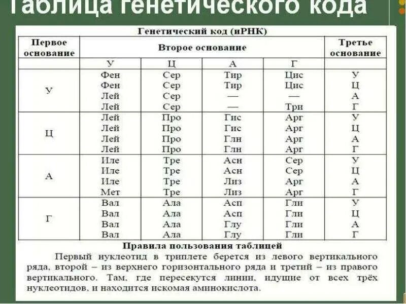 Последовательность нуклеотидов ИРНК. Таблица генетического кода и-РНК. Генетический код нуклеотиды таблица. Таблица кодонов аминокислот РНК. Замена нуклеотида в гене признак