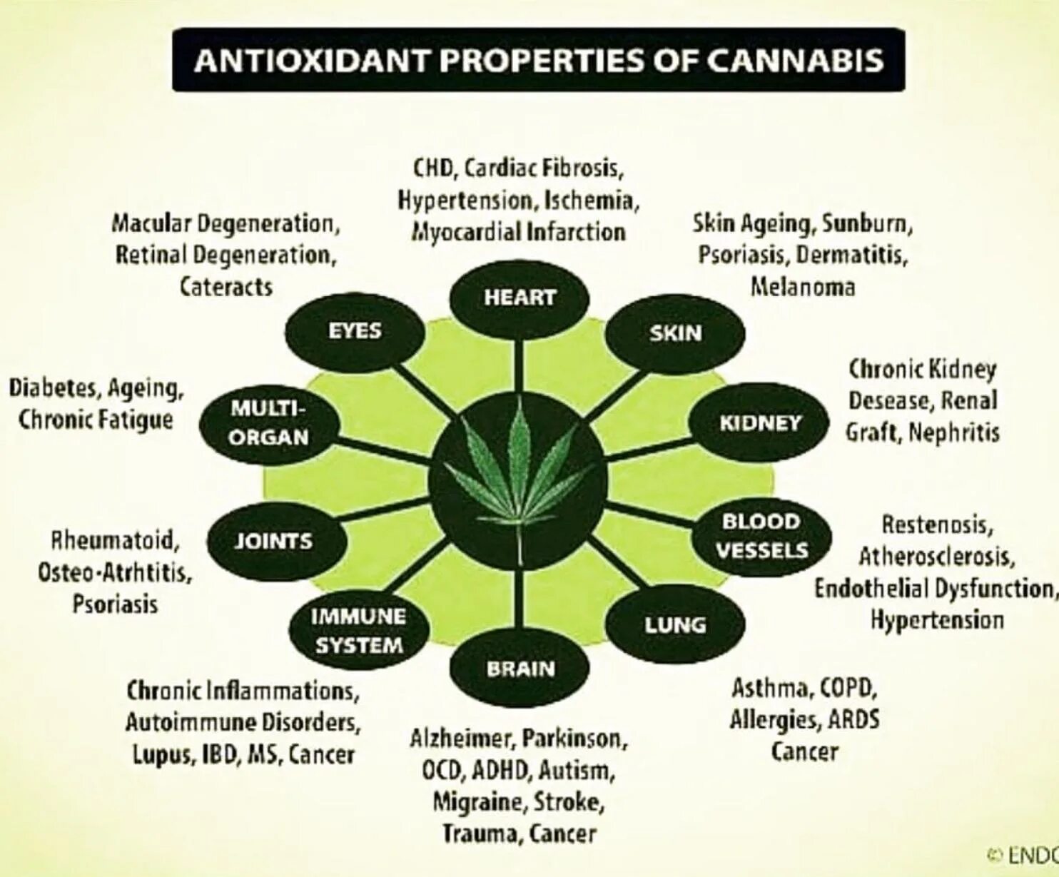 Antioxidant properties. Properties перевод.